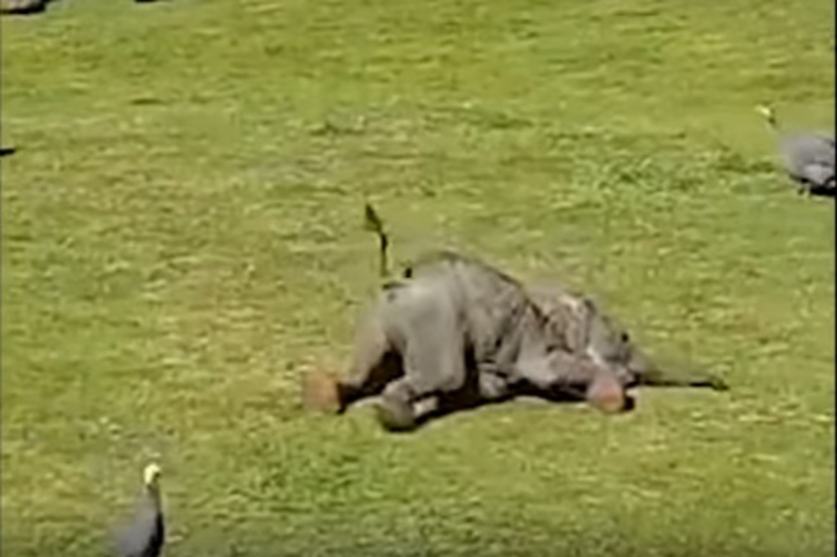 Μωρό ελέφαντας κυνηγάει πουλιά και “τρώει τα μούτρα του”! [vid]