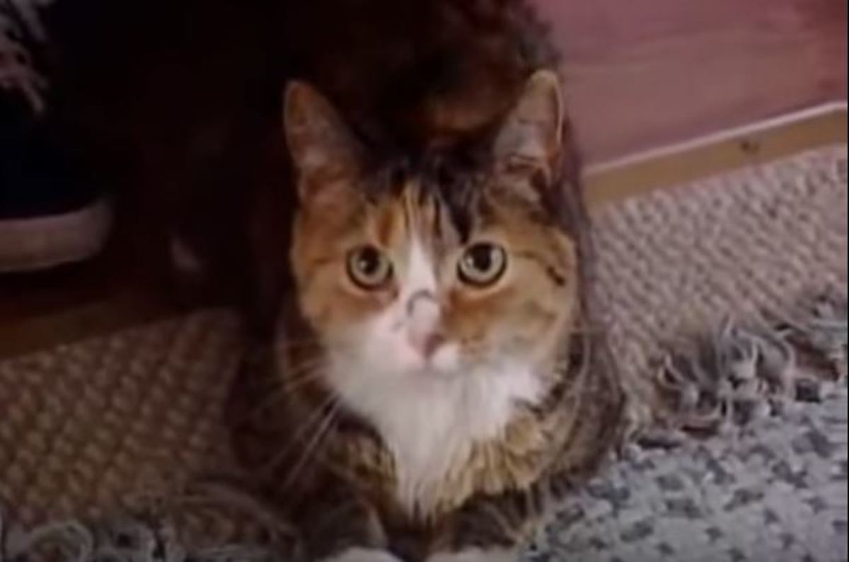 Θαρραλέα γάτα έσωσε 97χρονη από επίθεση πιτ μπουλ! [vid]