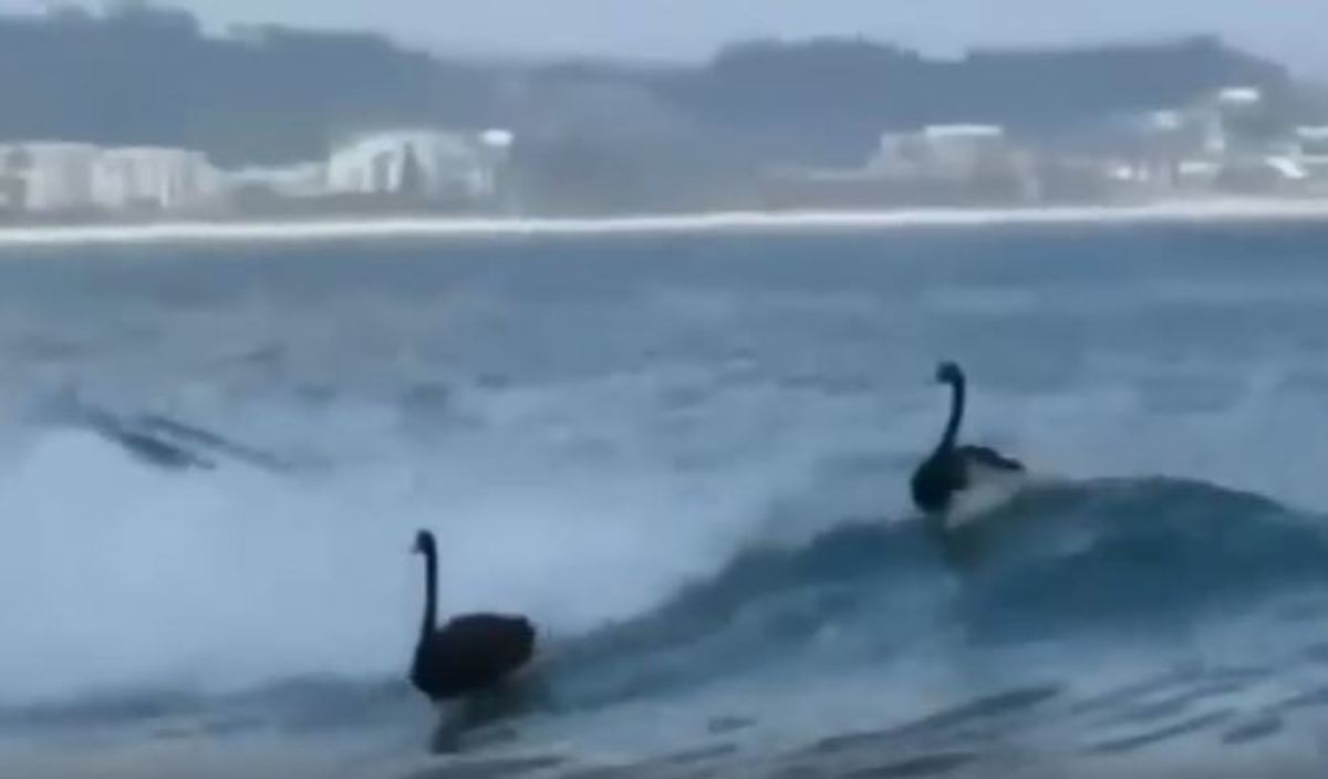 Και όμως! Οι μαύροι κύκνοι λατρεύουν το σερφ [vid]