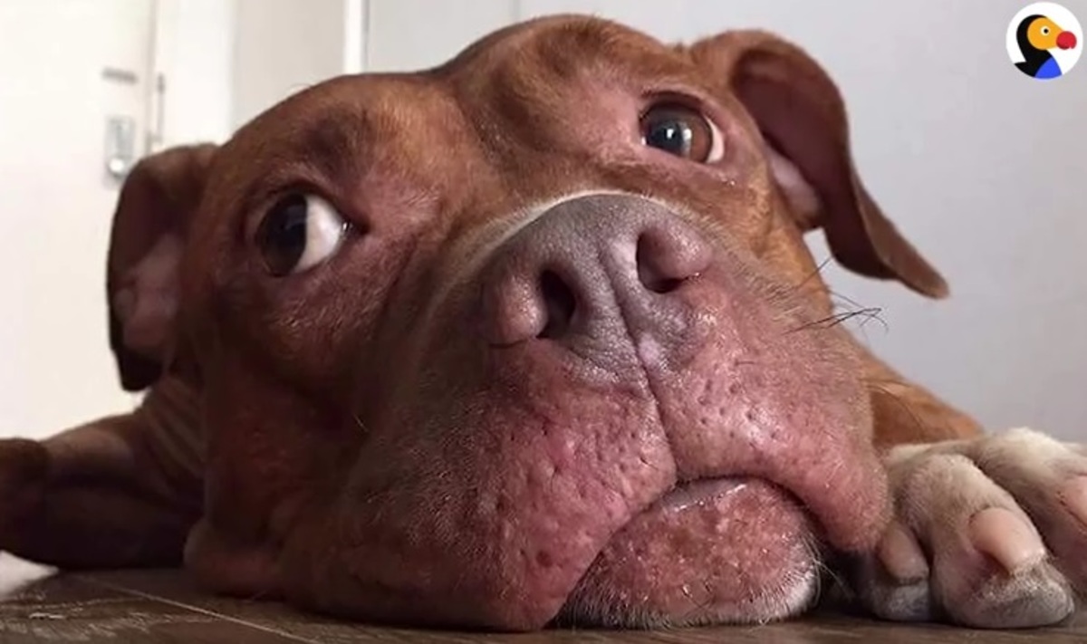 Αυτός ο σκύλος ήταν δεμένος σε αλυσίδα για 8 χρόνια – Τώρα κάνει μια ζωή παραμυθένια!