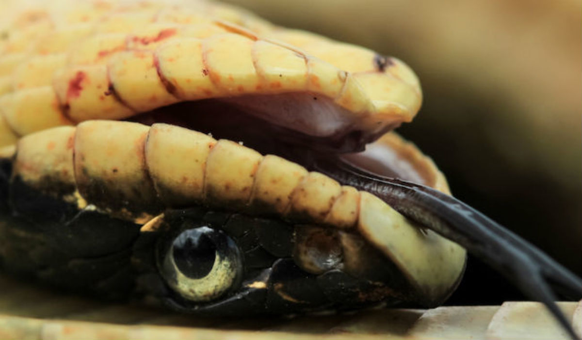 Απίστευτο βίντεο: Φίδι παριστάνει το νεκρό!