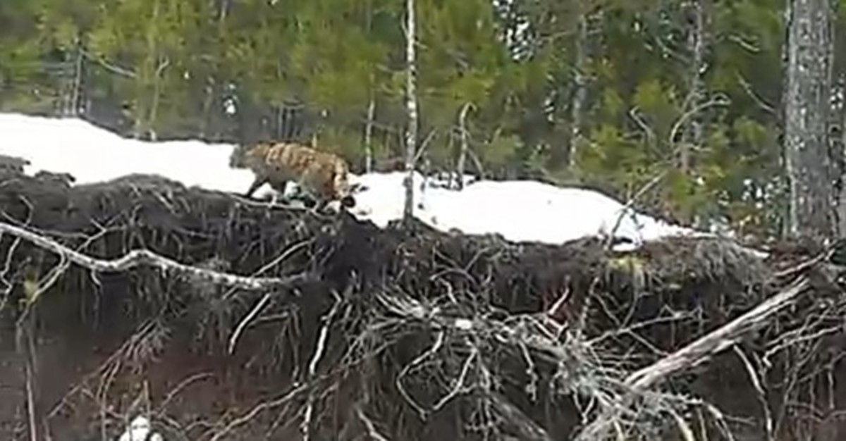 Αγριόγατος στην Πίνδο