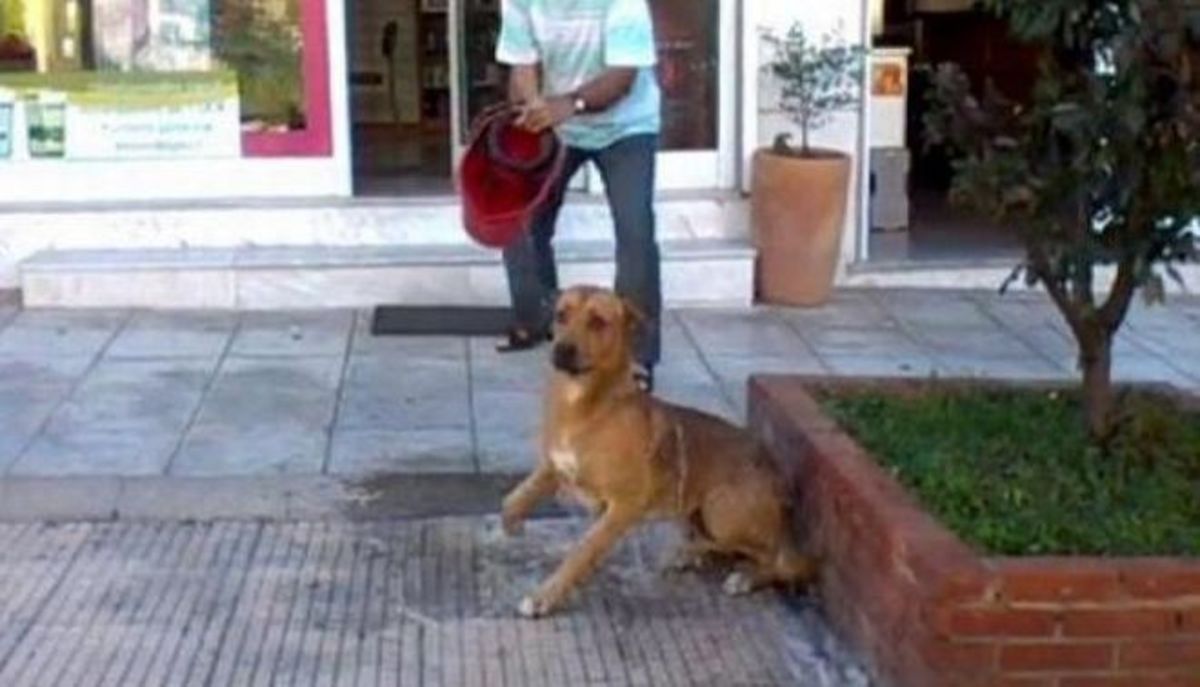 Φαρμακοποιός μπουγελώνει ένα σκύλο