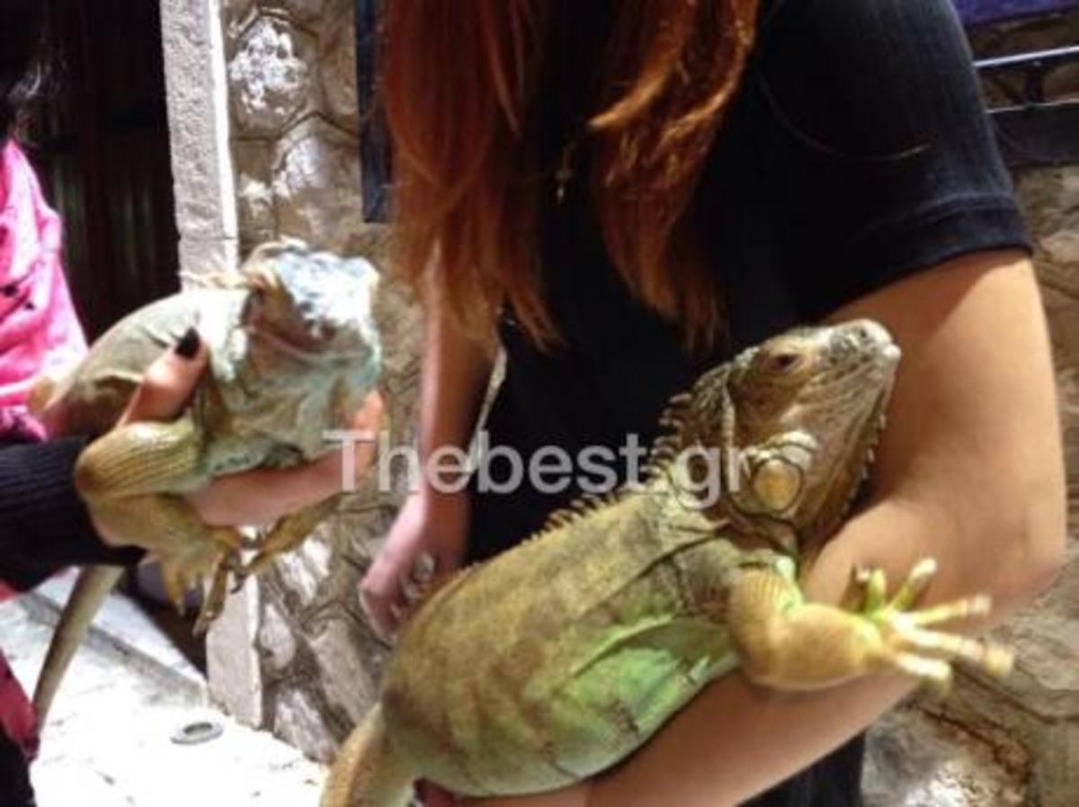 Υπερμεγέθη ιγκουάνα στην Πάτρα