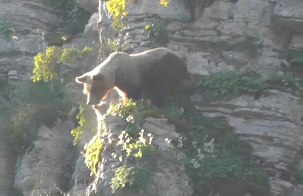 Αναρρίχηση αρκούδας στο Ζαγόρι