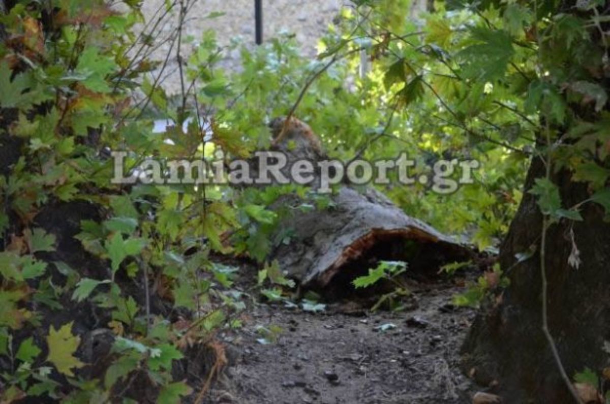 Σκοτώθηκε παιδί από πλάτανο