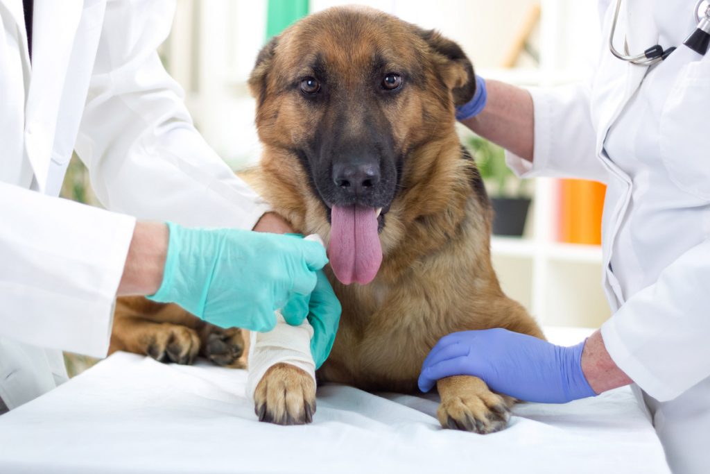 Καρκίνος: Τι ισχύει τελικά με τους σκύλους που μυρίζουν τους όγκους στον άνθρωπο;