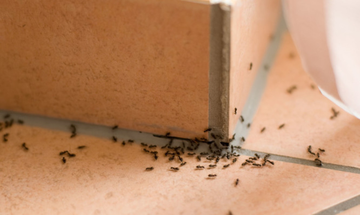 Πώς θα απαλλαγείτε οριστικά από τα μυρμήγκια στο σπίτι – 6 φυσικές λύσεις
