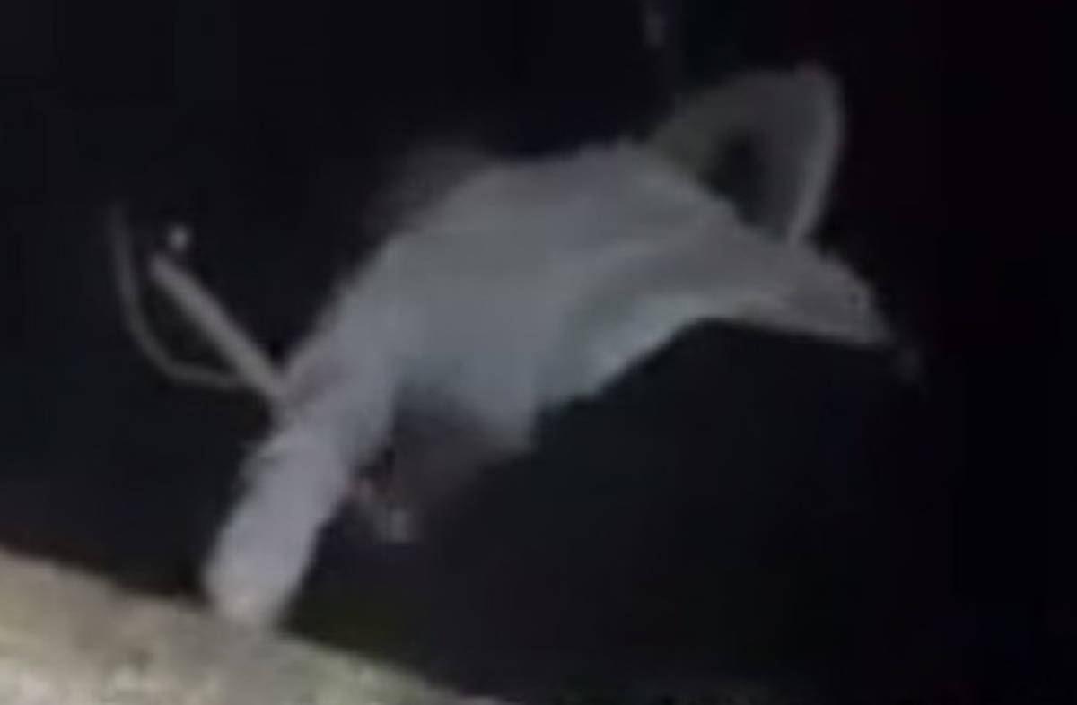 Κατέβασαν την ελληνική σημαία