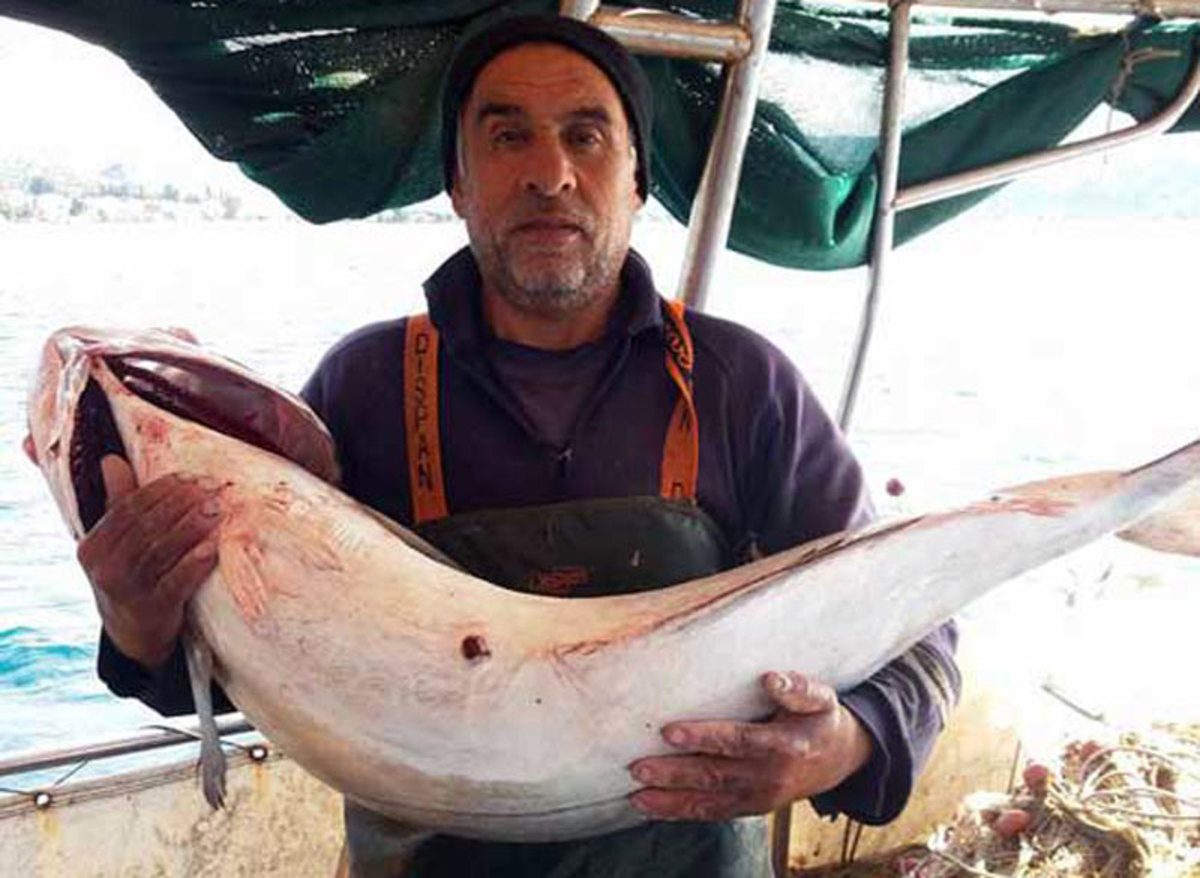 ΦΩΤΟ από boatfishing.gr