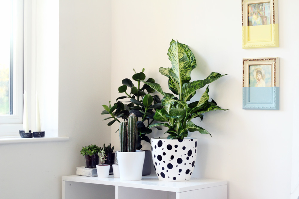 Πώς να διακοσμήσεις μια γλάστρα με πουά! ΦΩΤΟ