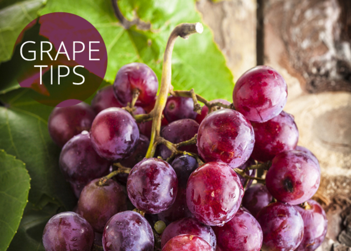 Σταφύλια: Μάθε τα πάντα για τις μαγικές τους ιδιότητες και την αποτοξινωτική τους δράση