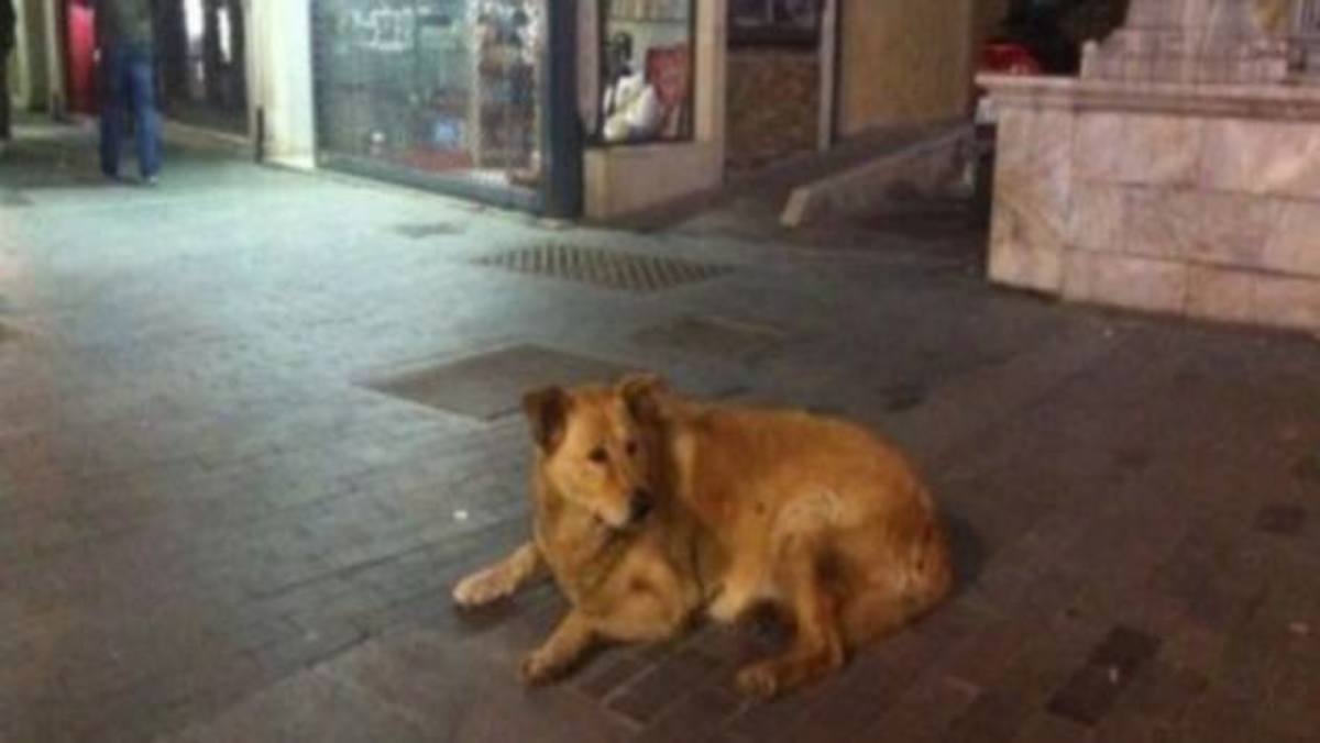 ΦΩΤΟ από cretalive.gr