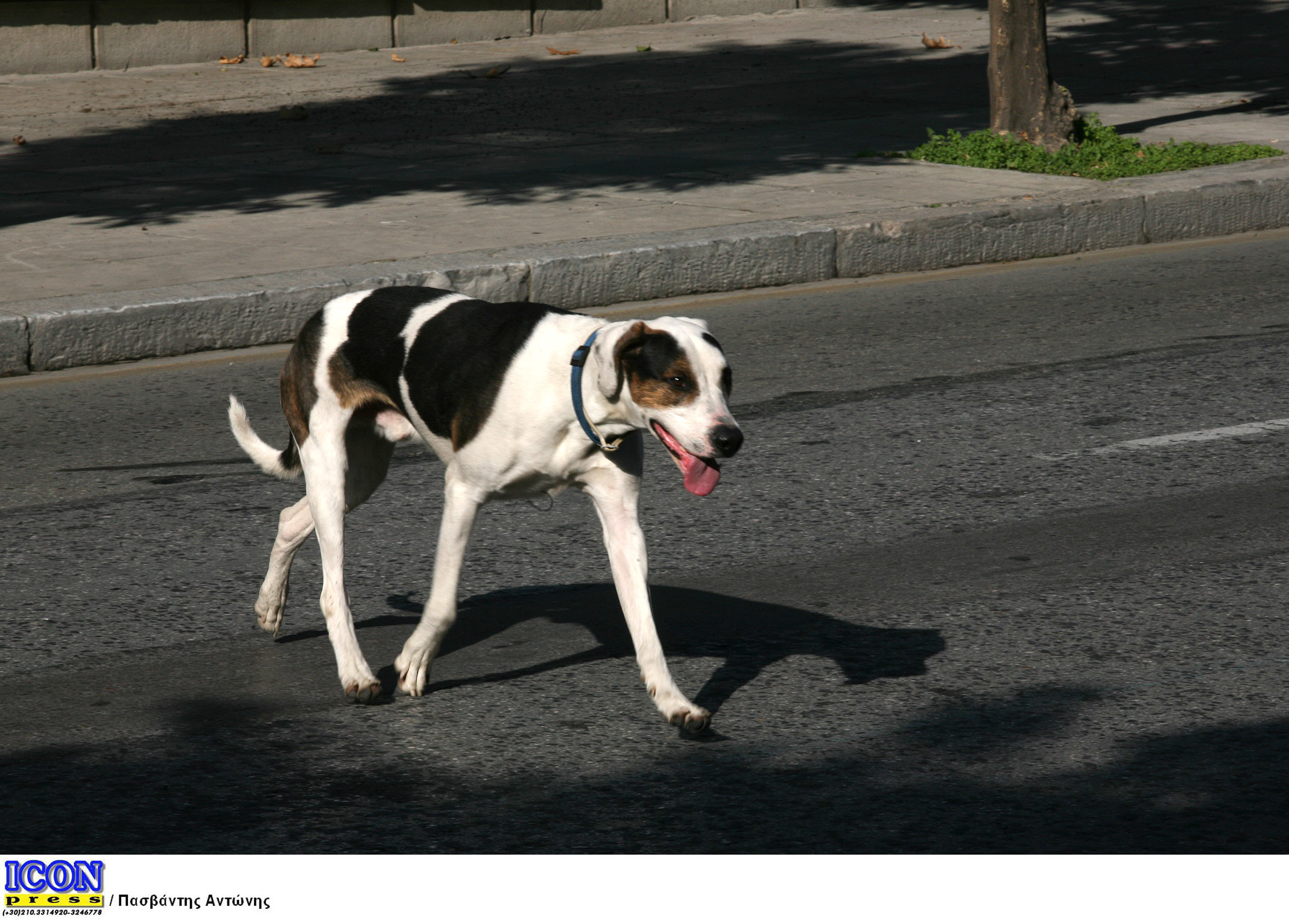 Οδηγός του Αστικού ΚΤΕΛ Λαμίας επιτάχυνε όταν είδε σκυλί στο δρόμο του!