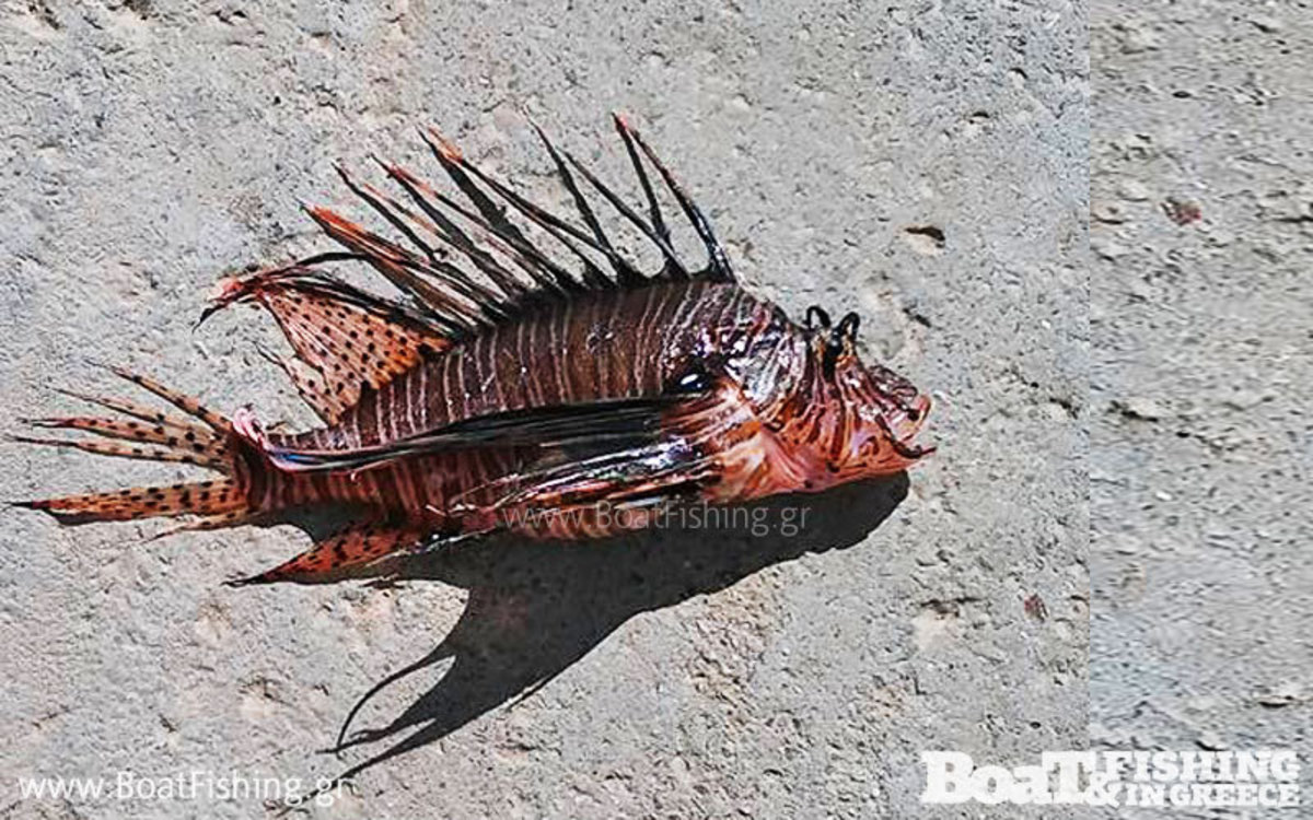 ΦΩΤΟ από boatfishing.gr