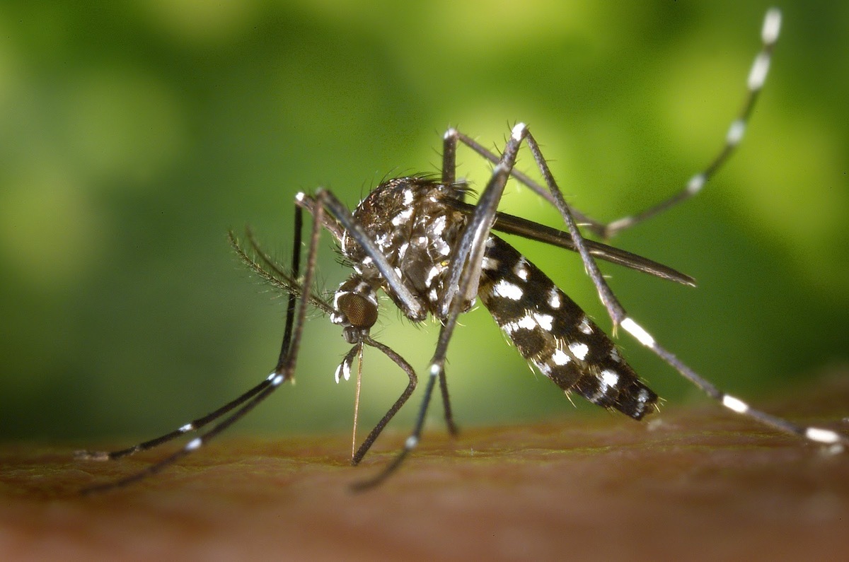Δάγκειος πυρετός: Δημιούργησαν κουνούπια ανθεκτικά στον ιό – Έρευνα με Έλληνα επικεφαλής