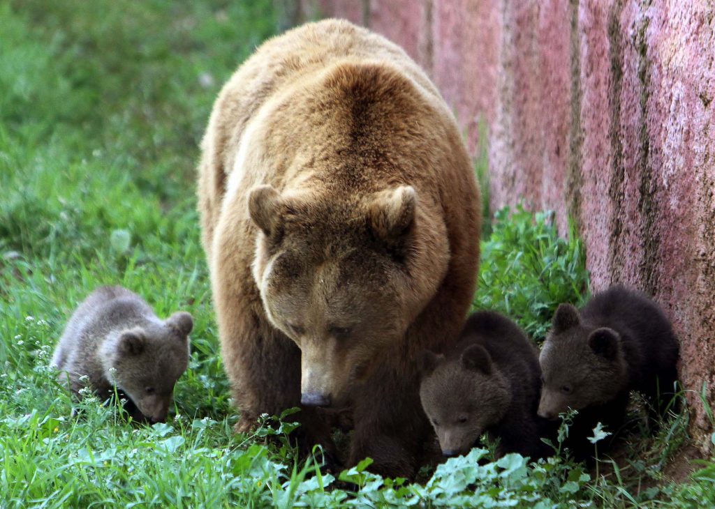 “Μυρίστηκαν” άνοιξη και ξύπνησαν οι αρκούδες στο Νυμφαίο Φλώρινας