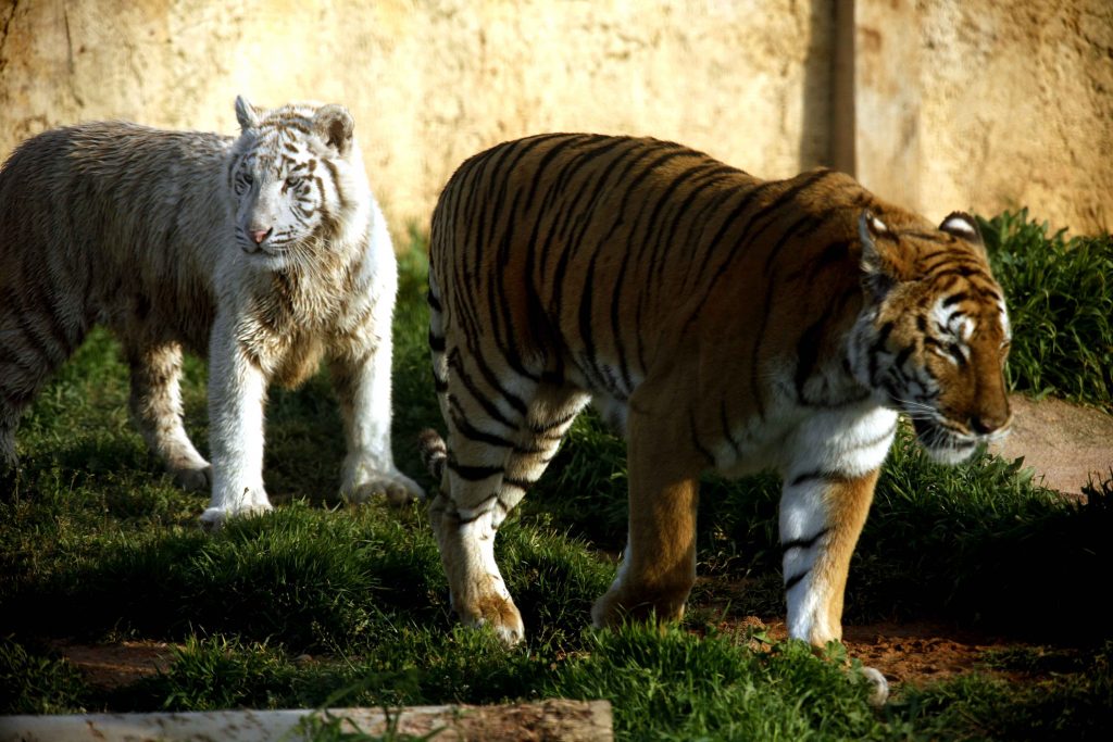 Τρίκαλα: Ταίζουν τις τίγρεις παστίτσιο και μπριάμ!