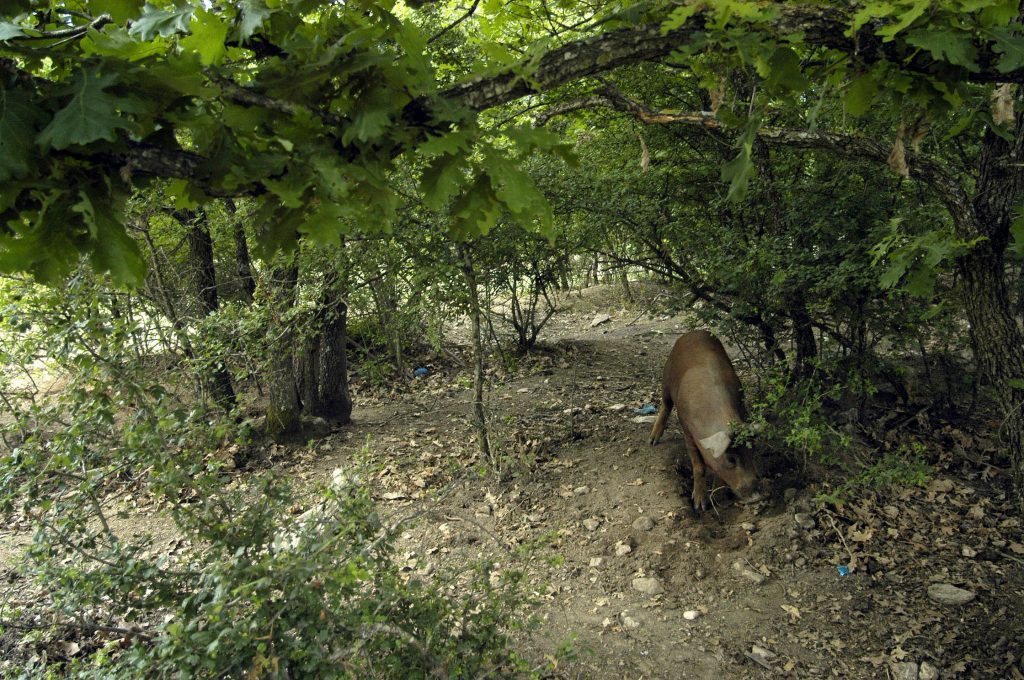 ΦΩΤΟ ΑΡΧΕΙΟΥ EUROKINISSI
