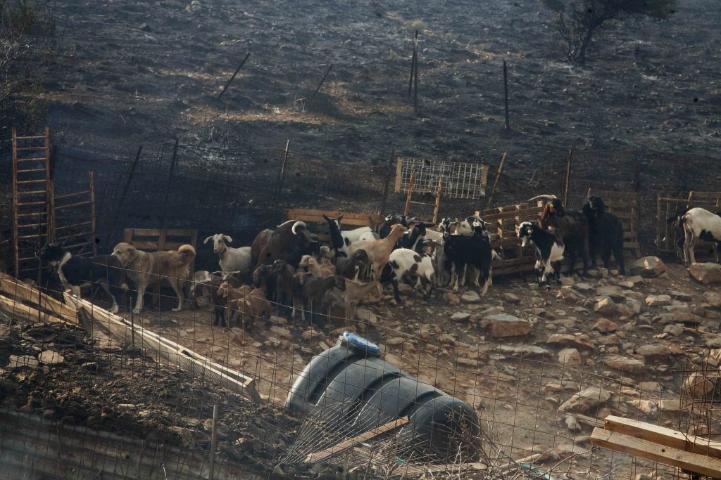 Αχαΐα: Σοβαρές υλικές ζημιές σε στάβλο μετά από πυρκαγιά