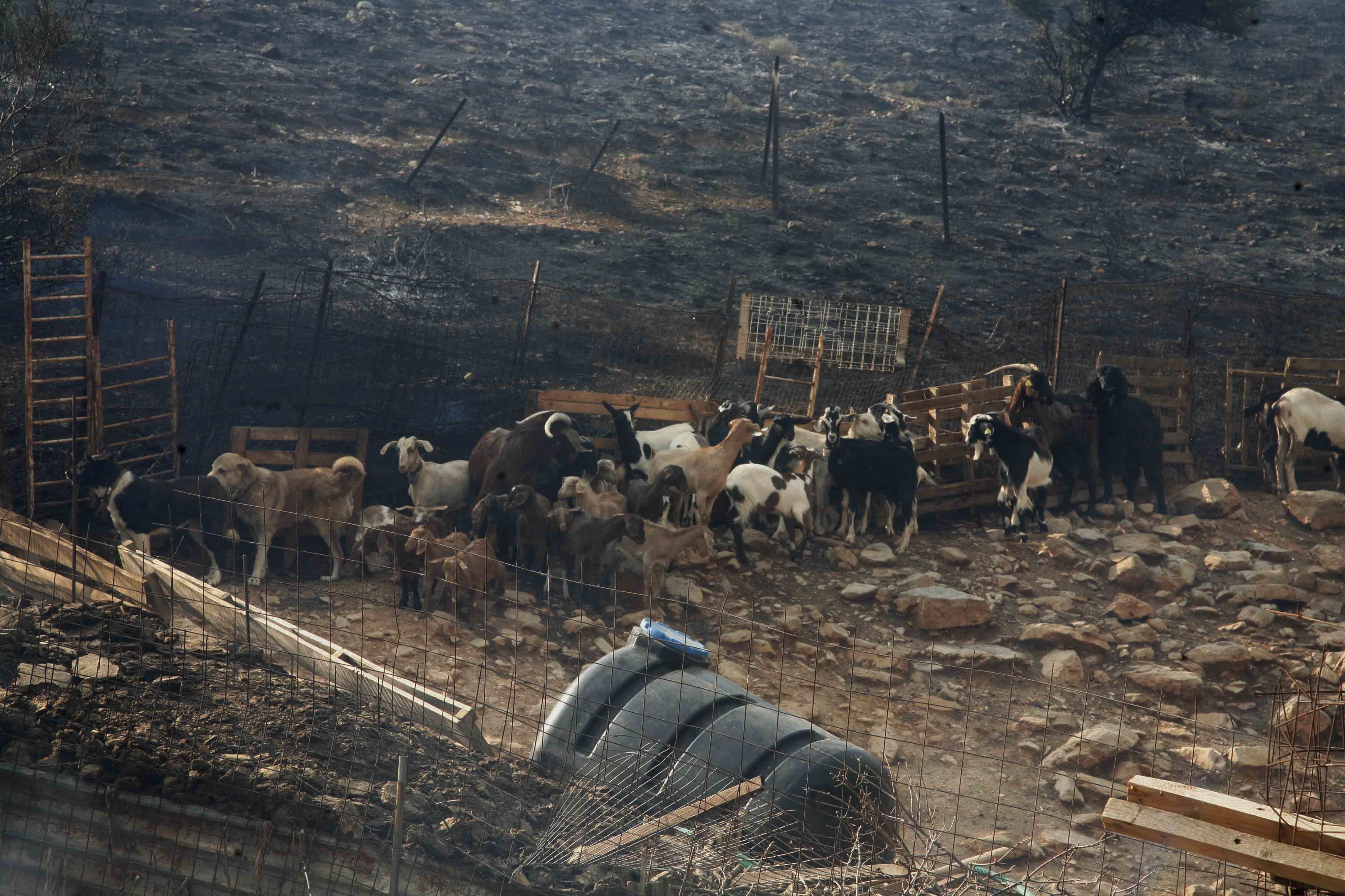 Αχαΐα: Σοβαρές υλικές ζημιές σε στάβλο μετά από πυρκαγιά
