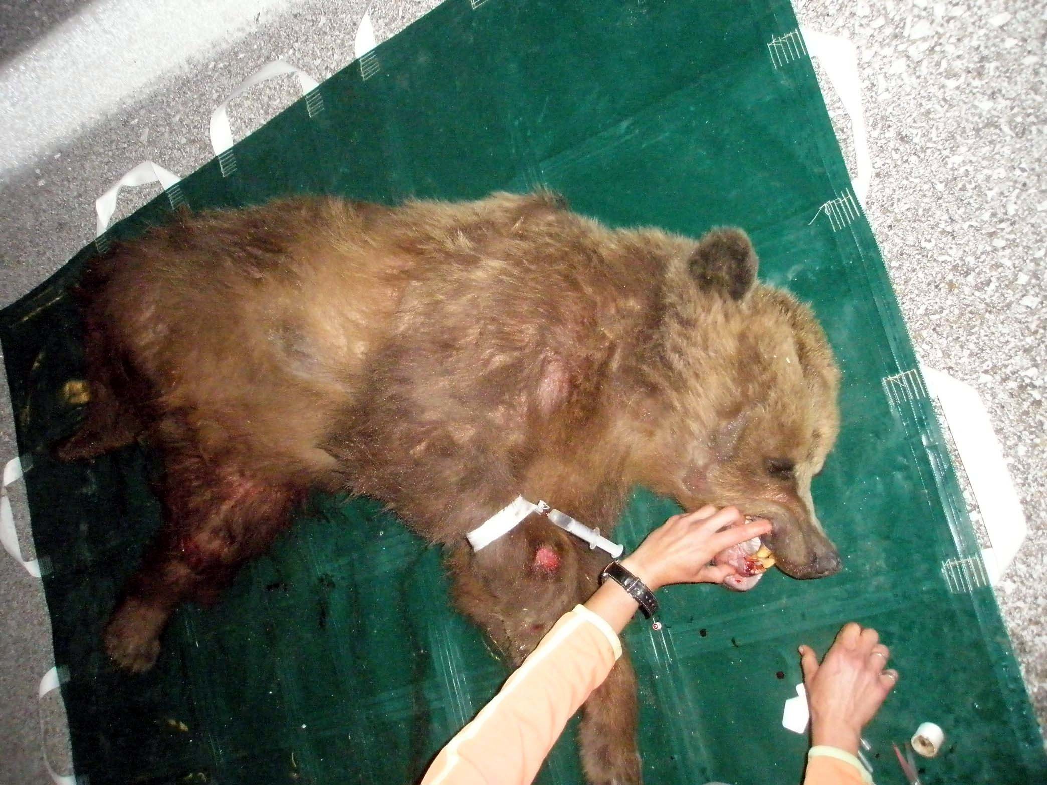 Μακεδονία: ”Λύγισε” η αρκούδα που χαροπάλευε για 48 ώρες!