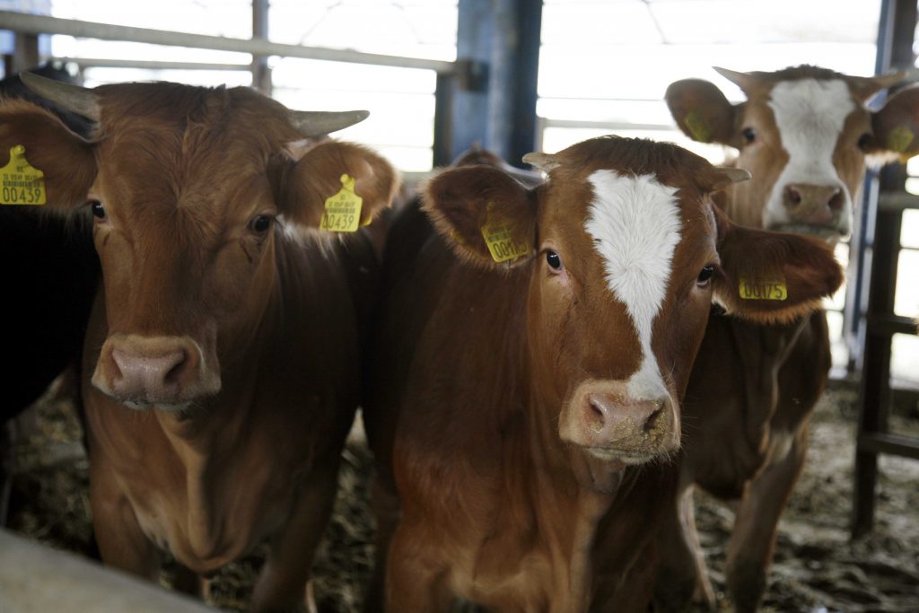 Υπουργείο Ανάπτυξης: Απολύτως ασφαλές το βόειο κρέας