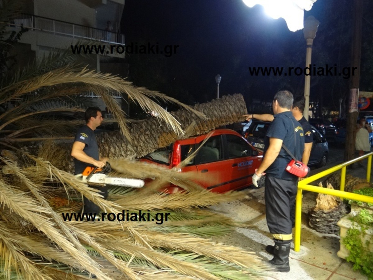 Φοινικόδεντρο έπεσε σε αυτοκίνητα