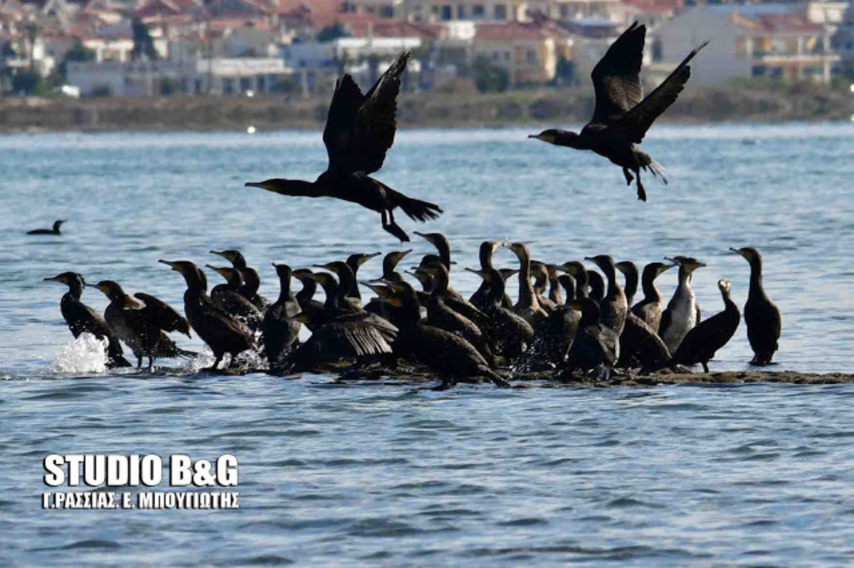 Πάρτι… κορμοράνων στο Ναύπλιο [pics, vid]