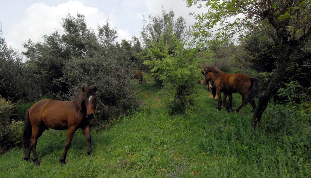 Κρήτη: Ρεπορτάζ του CNN ο βασανισμός αλόγων στη Χερσόνησο