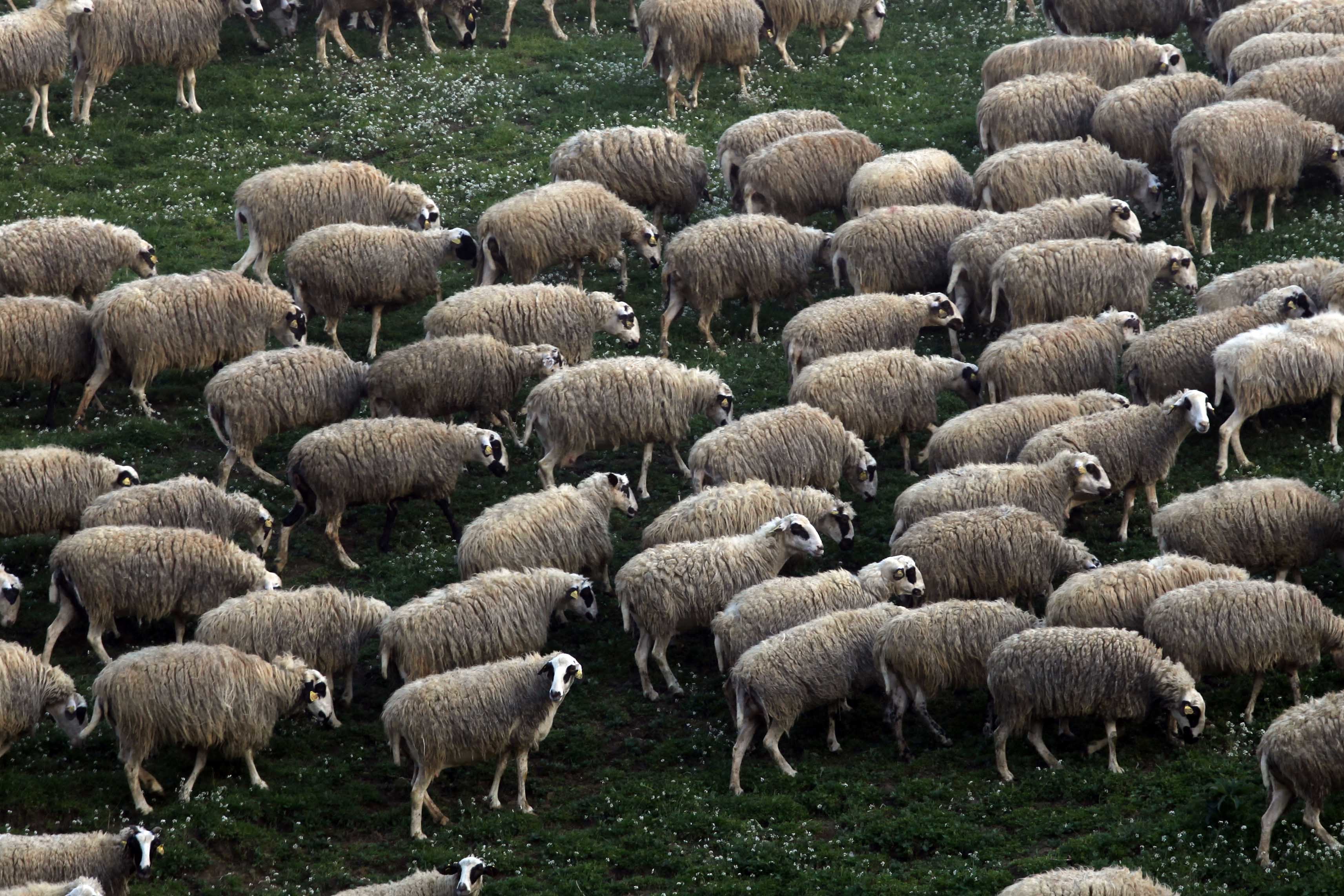 Ρέθυμνο: Έκλεψαν 80 πρόβατα!