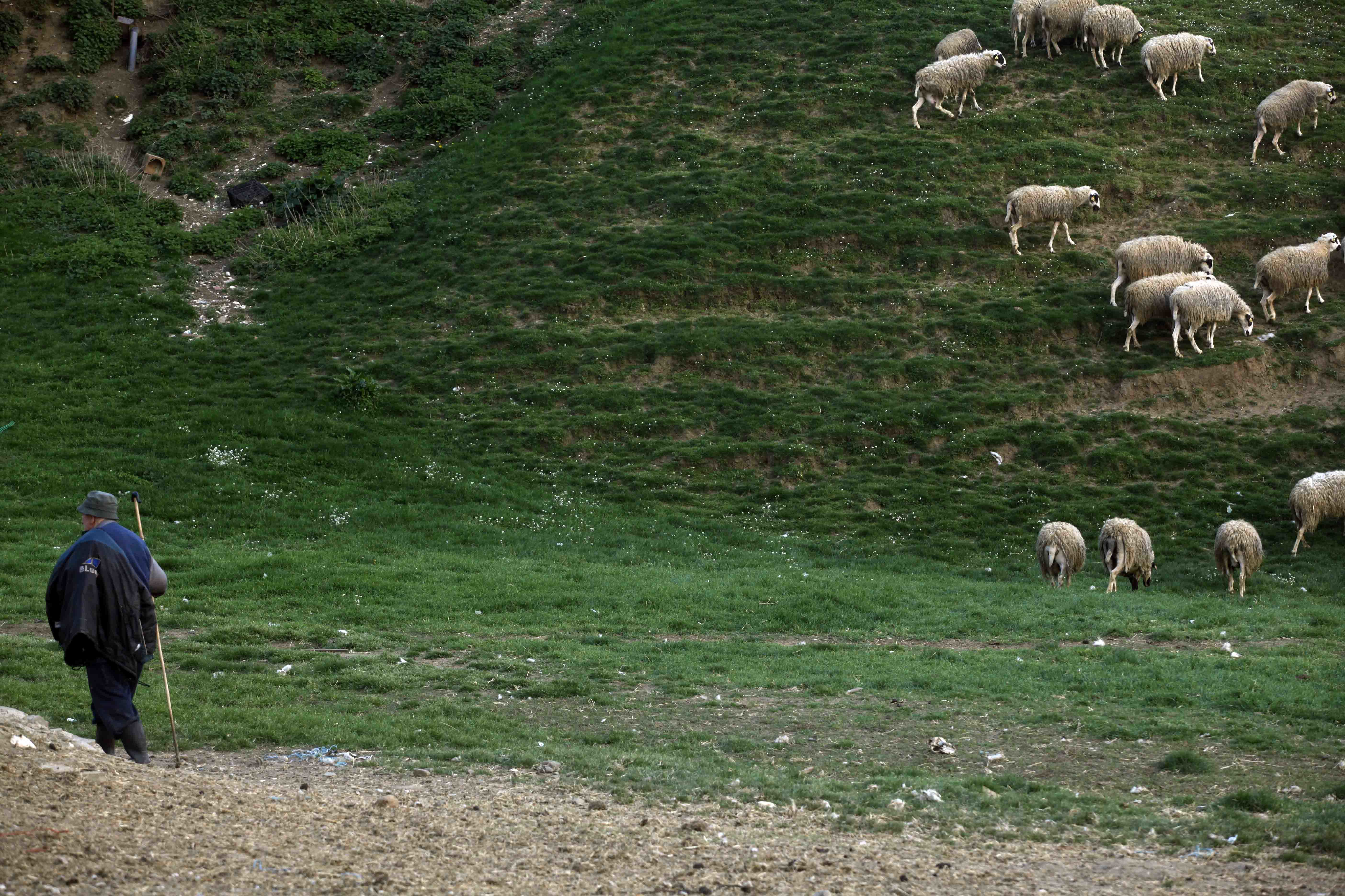 Ηράκλειο: Αναβλήθηκε η δίκη του βοσκού που τύφλωσε το σκύλο του