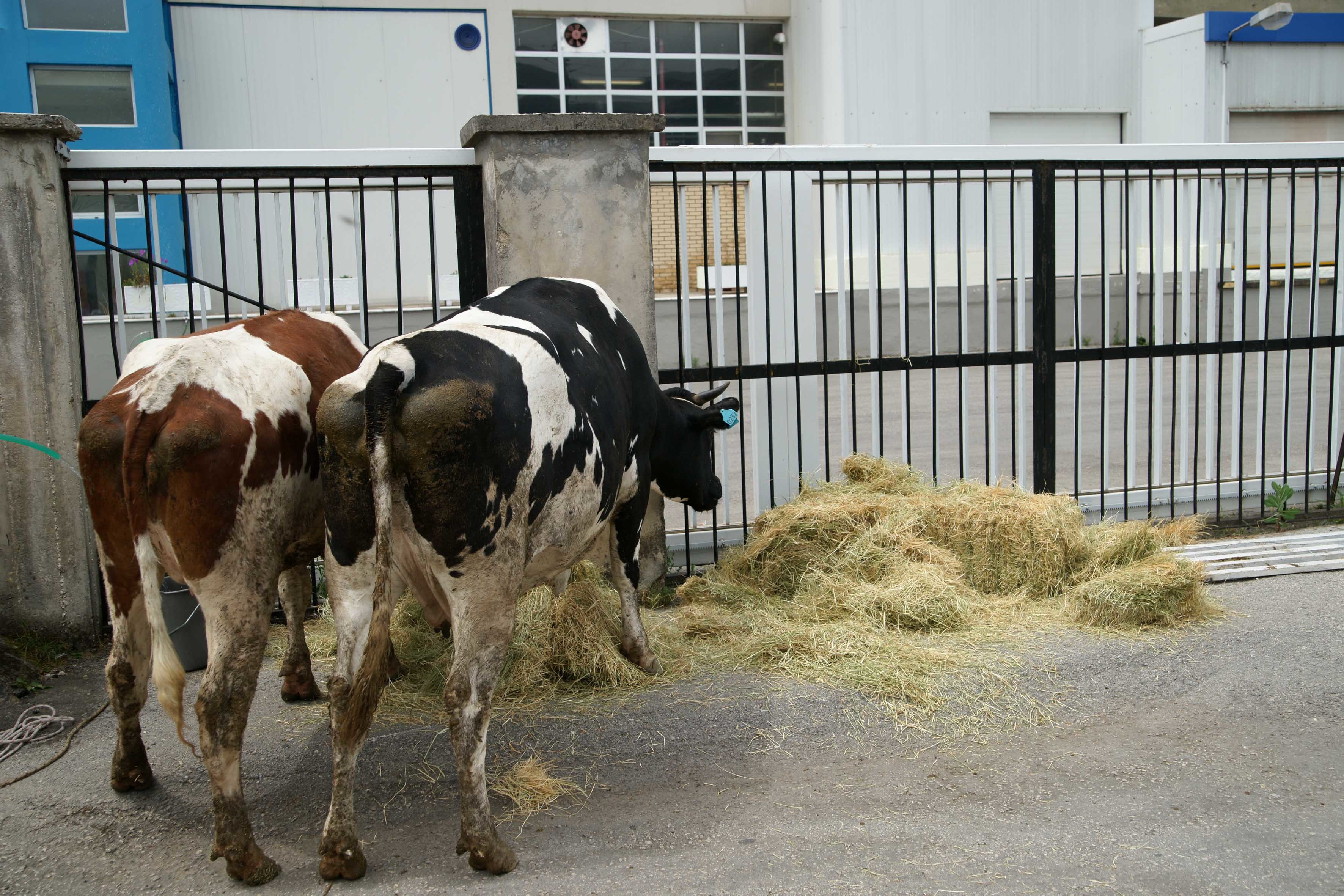 Οι βιομηχανίες γάλακτος έχουν ήδη πιστοποιηθεί για τη μη χρήση μεταλλαγμένων ζωοτροφών