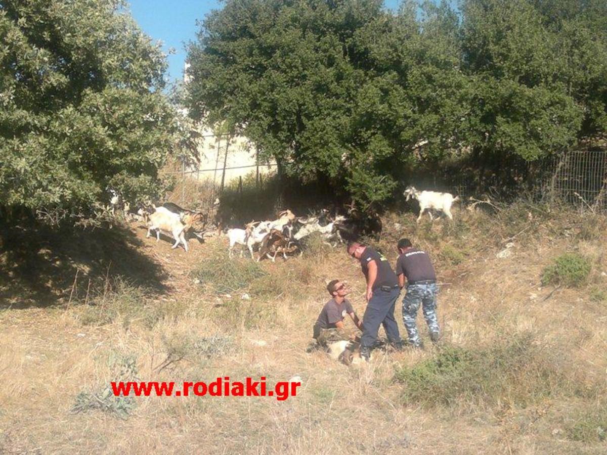 Επιχείρηση για αδέσποτα κατσίκια