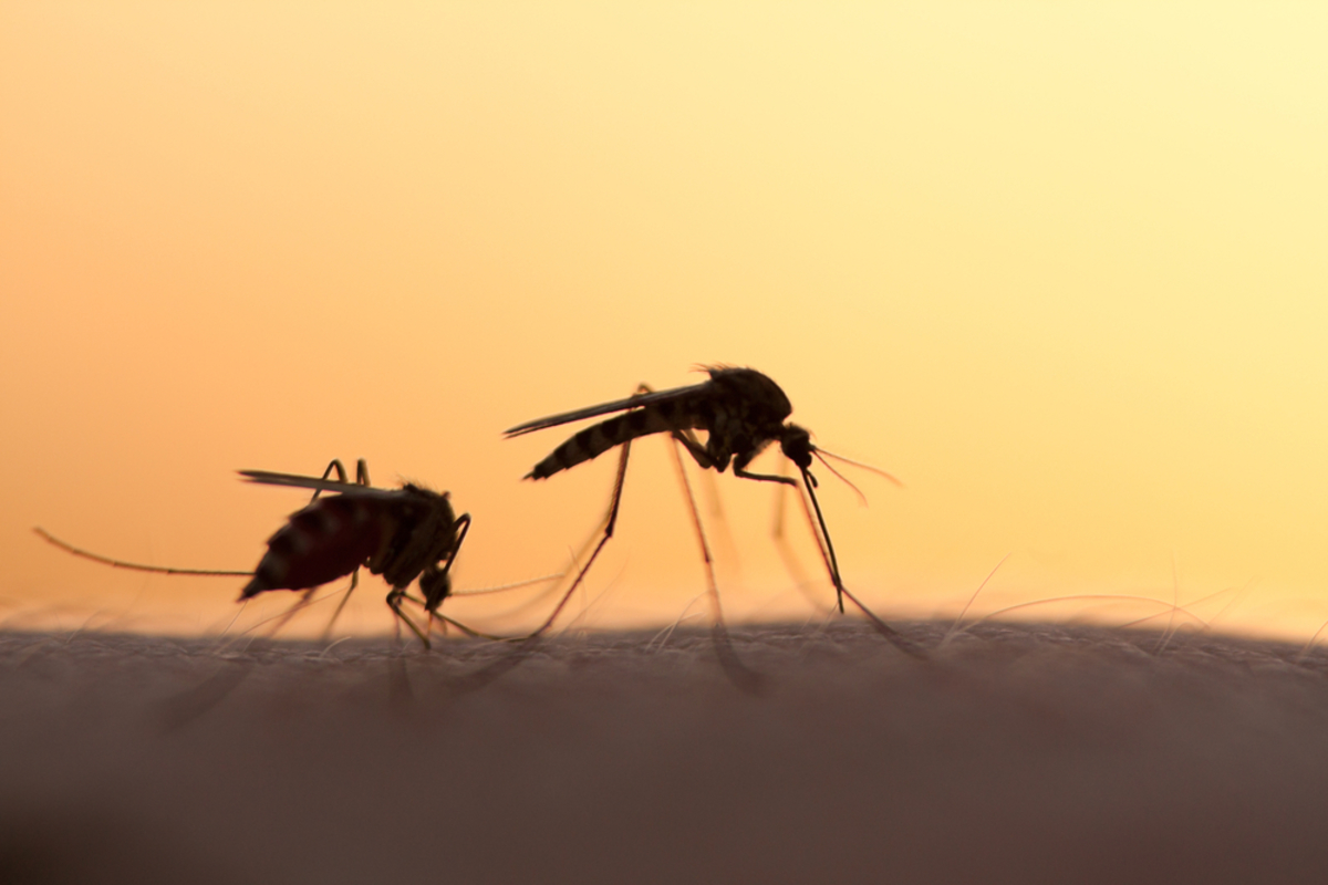 Ελονοσία: Γεγονός το εμβόλιο που θα την εξαλείψει – Δίνει 100% προστασία από την λοίμωξη
