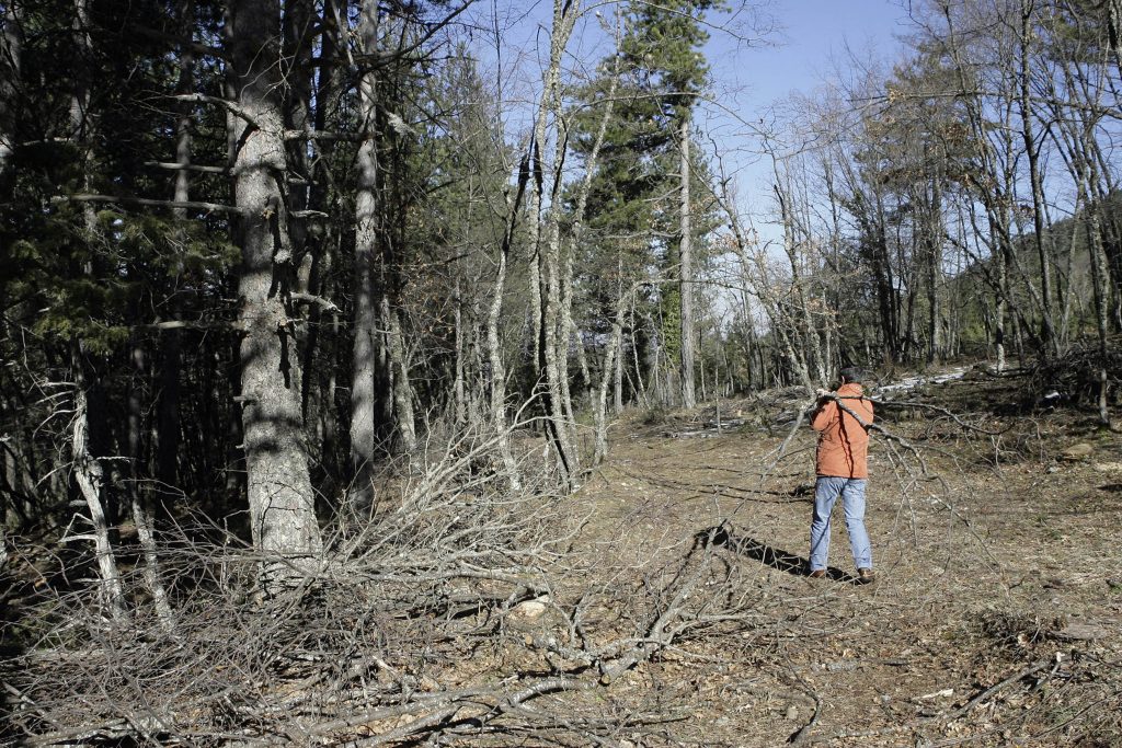 Σέρρες: Πήγε να κόψει δέντρο και τον καταπλάκωσε
