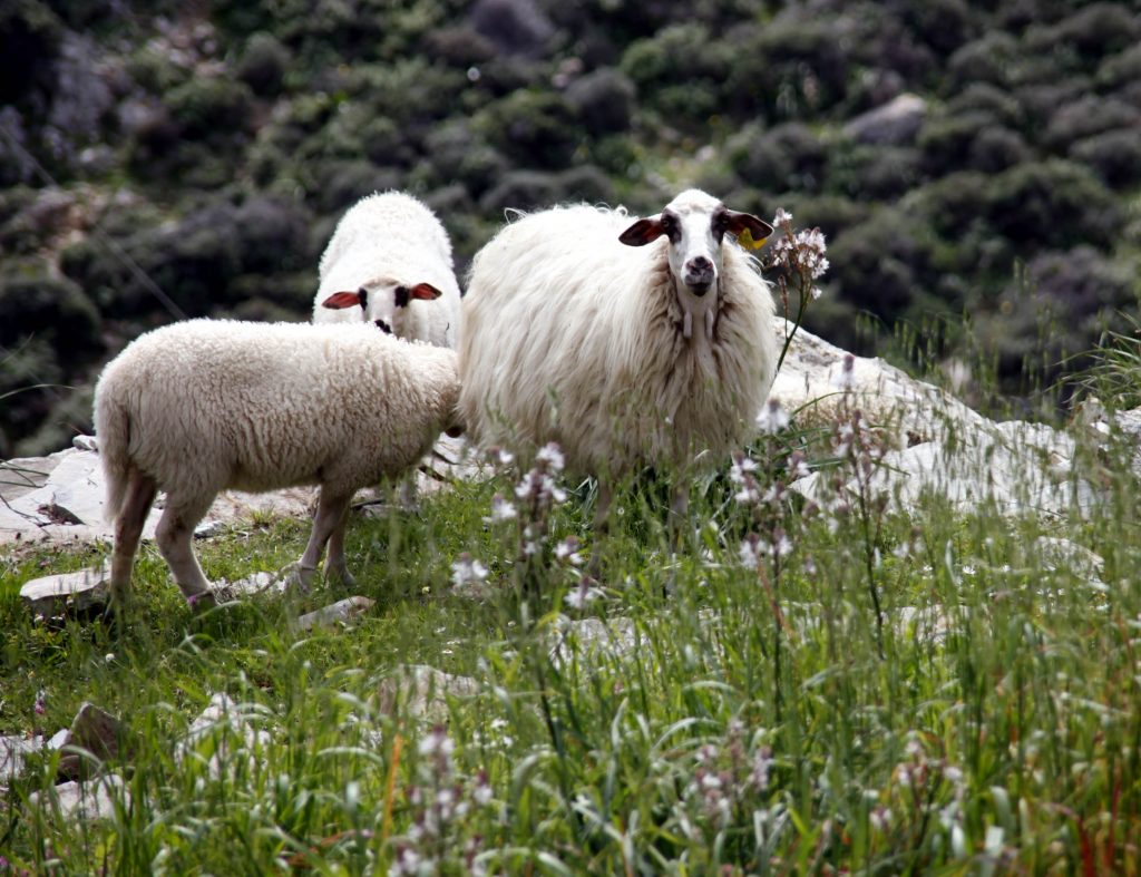 Κρήτη: Ετοιμάστηκαν νωρίτερα για το Πάσχα! Έσφαξαν 61 πρόβατα και τραυμάτισαν άλλα 15