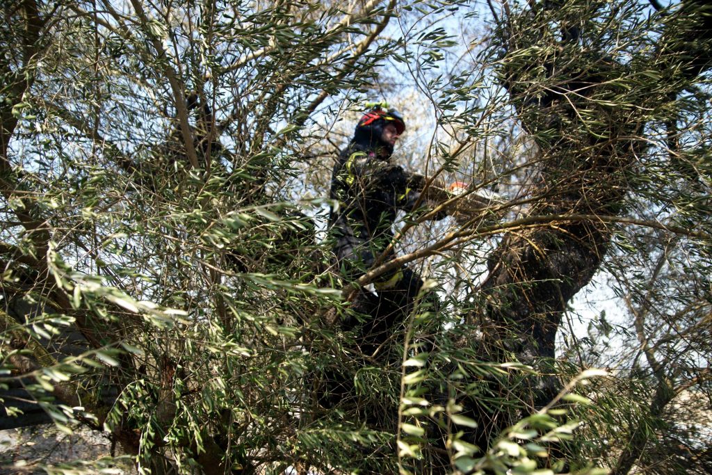 Θα λαδώσει το αντεράκι μας! 350.000 τόνους λάδι περιμένουν φέτος!