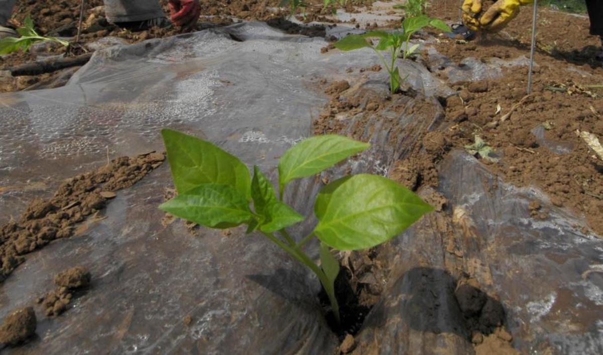 ΦΩΤΟ EUROKINISSI