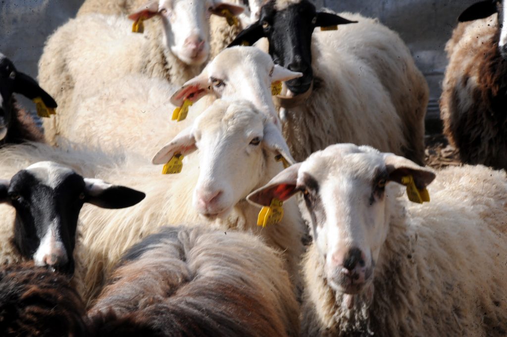 Πήγαν για μαλλί και βγήκαν… κουρεμένοι