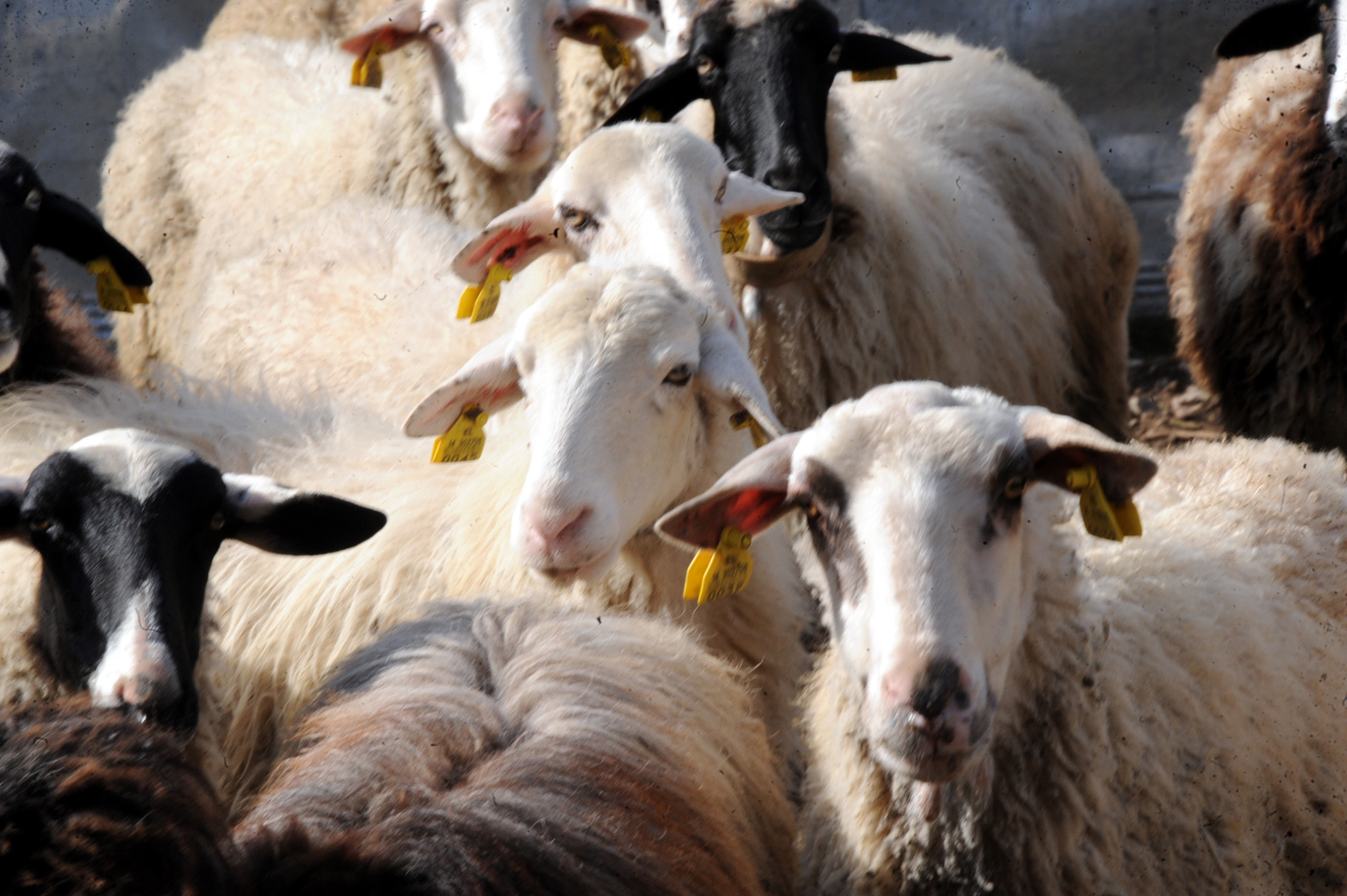Πήγαν για μαλλί και βγήκαν… κουρεμένοι