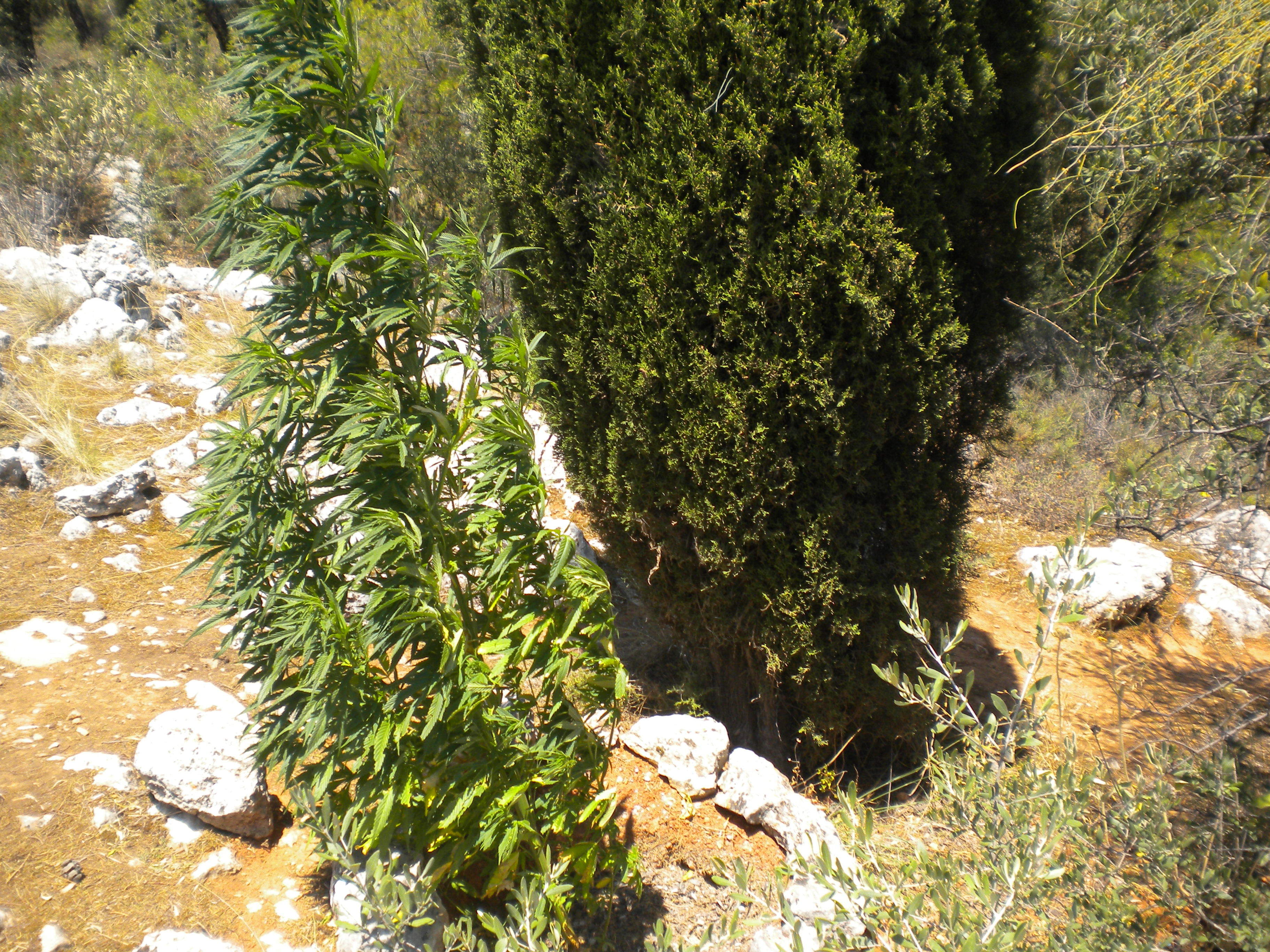 Είχε κάνει το Άλσος Φιλοθέης χασισοφυτεία! – φωτο