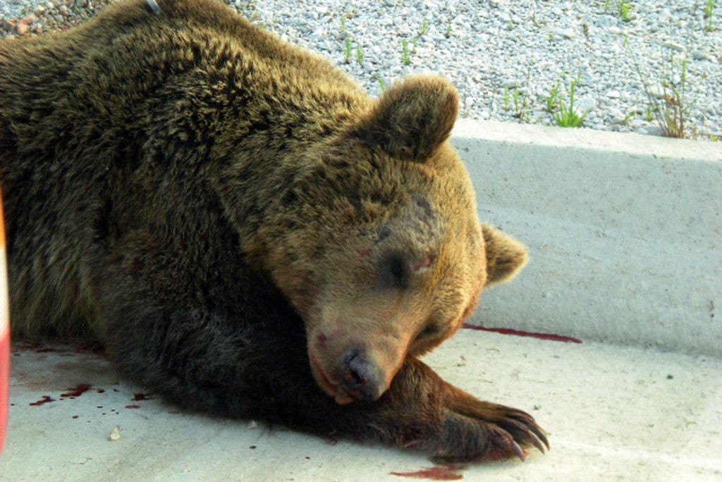 Η αρκούδα που βρέθηκε νεκρή - ΦΩΤΟ EUROKINISSI