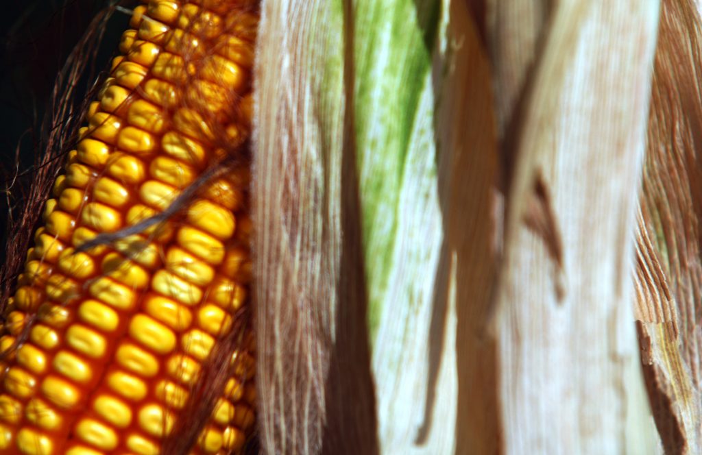 Βοιωτία: “Αγόρασαν” 30 τόνους καλαμπόκι με πλαστές επιταγές