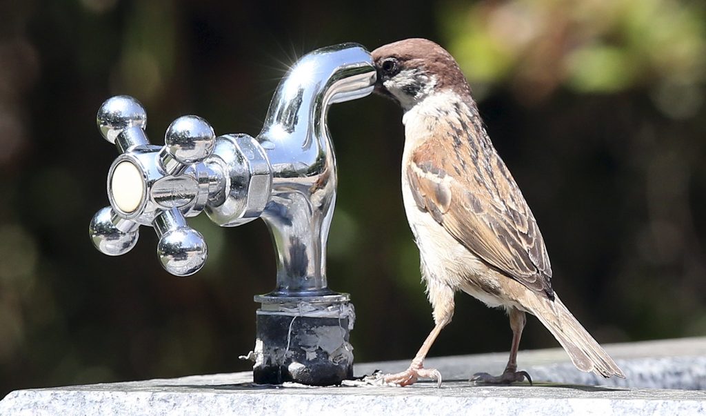 ΝΟΤΙΑ ΚΟΡΕΑ