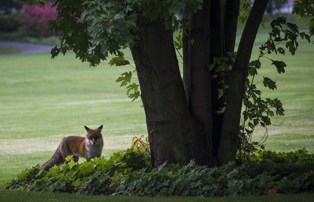 Αλεπού έκλεψε τσάντα και μετά την επέστρεψε!