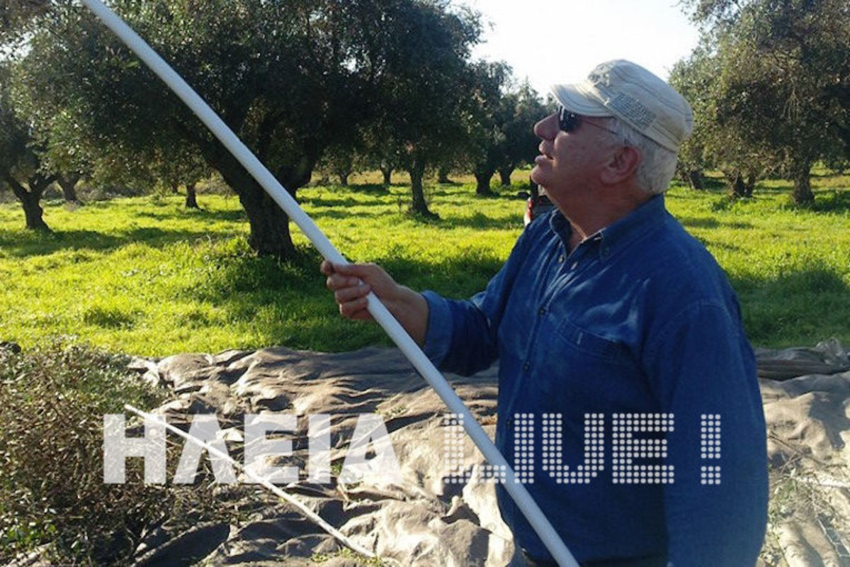 Από τη Βουλή στη… φάρμα – Πρώην βουλευτής μαζεύει τις ελιές του (ΦΩΤΟ)