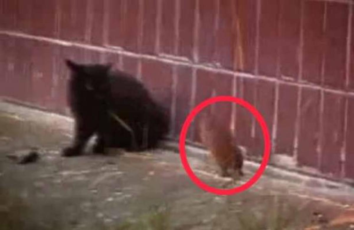 Απίστευτο κι όμως αληθινό! Ποντίκι επιτίθεται σε γάτες!