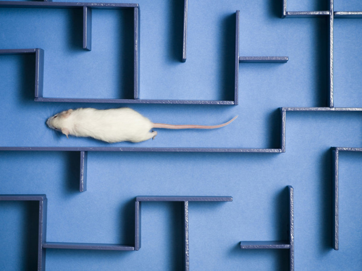Βελτίωσαν την μνήμη ποντικιών με πρωτεΐνη από ανθρώπινο ομφάλιο λώρο!