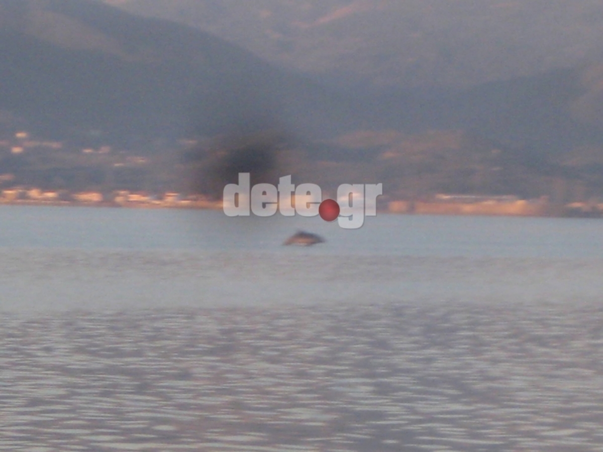 ΦΩΤΟ από dete.gr